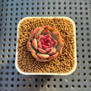 Echeveria Hybrid sp. 1"-2" Hand-Selected Clone (From Brotherly Farm) Succulent Plant Cutting