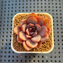 Echeveria Hybrid sp. 1"-2" Hand-Selected Clone (From Brotherly Farm) Succulent Plant Cutting