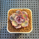 Echeveria Hybrid sp. 1"-2" Hand-Selected Clone (From Brotherly Farm) Succulent Plant Cutting