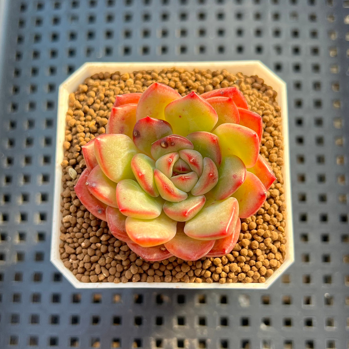 Echeveria Hybrid sp. 1"-2" Hand-Selected Clone (From Brotherly Farm) Succulent Plant Cutting