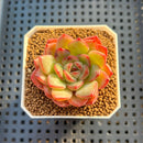 Echeveria Hybrid sp. 1"-2" Hand-Selected Clone (From Brotherly Farm) Succulent Plant Cutting
