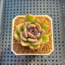 Echeveria Hybrid sp. 1"-2" Hand-Selected Clone (From Brotherly Farm) Succulent Plant Cutting