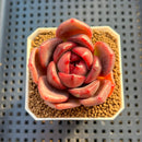 Echeveria Hybrid sp. 1"-2" Hand-Selected Clone (From Brotherly Farm) Succulent Plant Cutting