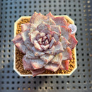 Echeveria 'Ocean Star' 2" Succulent Plant Cutting