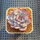 Echeveria 'Ocean Star' 2" Succulent Plant Cutting