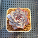 Echeveria 'Ocean Star' 2" Succulent Plant Cutting