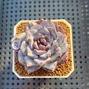 Echeveria 'Ocean Star' 2" Succulent Plant Cutting