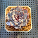 Echeveria 'Ocean Star' 2" Succulent Plant Cutting