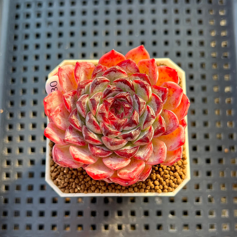 succulent sunflower Echeveria 'Sunflower Treasure' 2" Succulent Plant Cutting