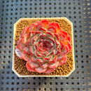 Echeveria 'Sunflower Treasure' 2" Succulent Plant Cutting