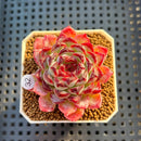 Echeveria 'Sunflower Treasure' 2" Succulent Plant Cutting