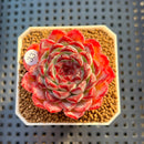 Echeveria 'Sunflower Treasure' 2" Succulent Plant Cutting