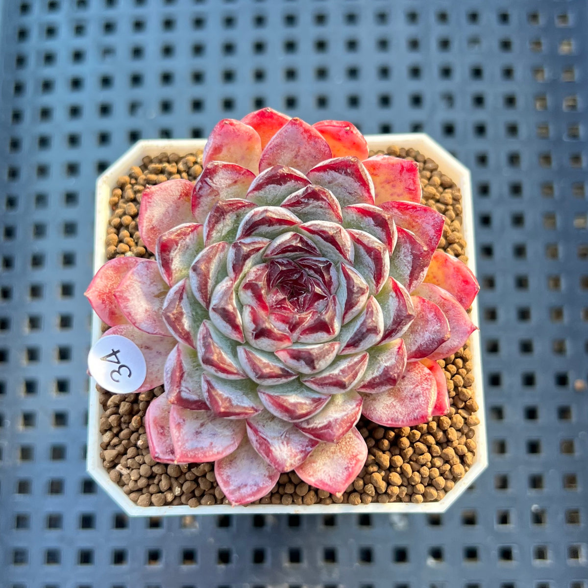 Echeveria 'Sunflower Treasure' 2" Succulent Plant Cutting