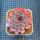 Echeveria 'Sunflower Treasure' 2" Succulent Plant Cutting