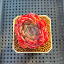 Echeveria 'Snow Melon' 2" Succulent Plant Cutting