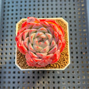 Echeveria 'Snow Melon' 2" Succulent Plant Cutting