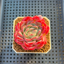 Echeveria 'Snow Melon' 2" Succulent Plant Cutting