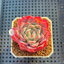 Echeveria 'Snow Melon' 2" Succulent Plant Cutting