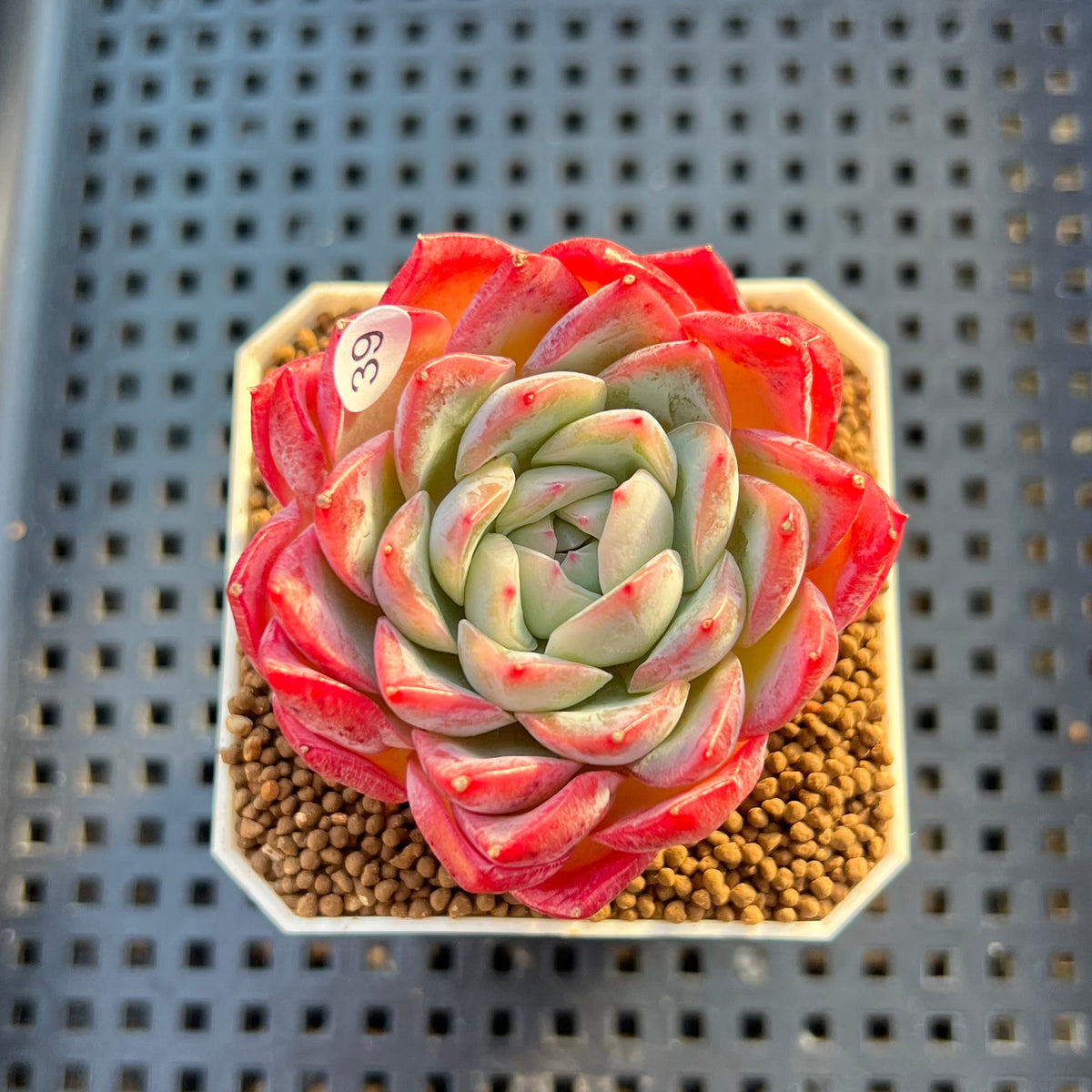 Echeveria 'Snow Melon' 2" Succulent Plant Cutting