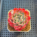 Echeveria 'Snow Melon' 2" Succulent Plant Cutting
