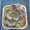 Echeveria 'Blue Metal' Variegated 2" Succulent Plant Cutting