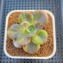 Echeveria 'Blue Metal' Variegated 2" Succulent Plant Cutting