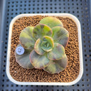 Echeveria 'Blue Metal' Variegated 2" Succulent Plant Cutting