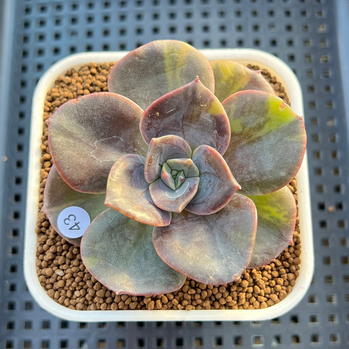Echeveria 'Blue Metal' Variegated 2" Succulent Plant Cutting