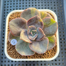 Echeveria 'Blue Metal' Variegated 2" Succulent Plant Cutting