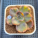 Echeveria 'Blue Metal' Variegated 2" Succulent Plant Cutting