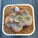 Echeveria 'Blue Metal' Variegated 2" Succulent Plant Cutting