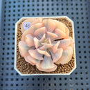 Echeveria 'Cubic Frost' Variegated 2" Succulent Plant Cutting