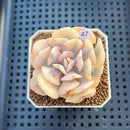 Echeveria 'Cubic Frost' Variegated 2" Succulent Plant Cutting