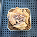 Echeveria 'Cubic Frost' Variegated 2" Succulent Plant Cutting