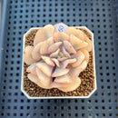 Echeveria 'Cubic Frost' Variegated 2" Succulent Plant Cutting