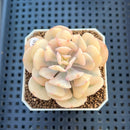 Echeveria 'Cubic Frost' Variegated 2" Succulent Plant Cutting