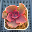 Echeveria 'Golden State' Variegated 2"-3" Succulent Plant Cutting