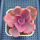 Echeveria 'Golden State' Variegated 2"-3" Succulent Plant Cutting