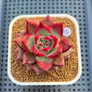 Echeveria Agavoides 'Pink Poppy' 3" Succulent Plant Cutting