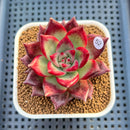 Echeveria Agavoides 'Pink Poppy' 3" Succulent Plant Cutting