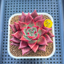 Echeveria Agavoides 'Pink Poppy' 3" Succulent Plant Cutting