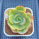 Echeveria 'Peach Pride' Variegated 3" Succulent Plant Cutting