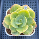 Echeveria 'Peach Pride' Variegated 3" Succulent Plant Cutting