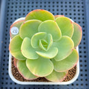 Echeveria 'Peach Pride' Variegated 3" Succulent Plant Cutting