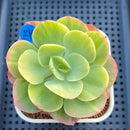 Echeveria 'Peach Pride' Variegated 3" Succulent Plant Cutting