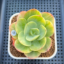 Echeveria 'Peach Pride' Variegated 3" Succulent Plant Cutting