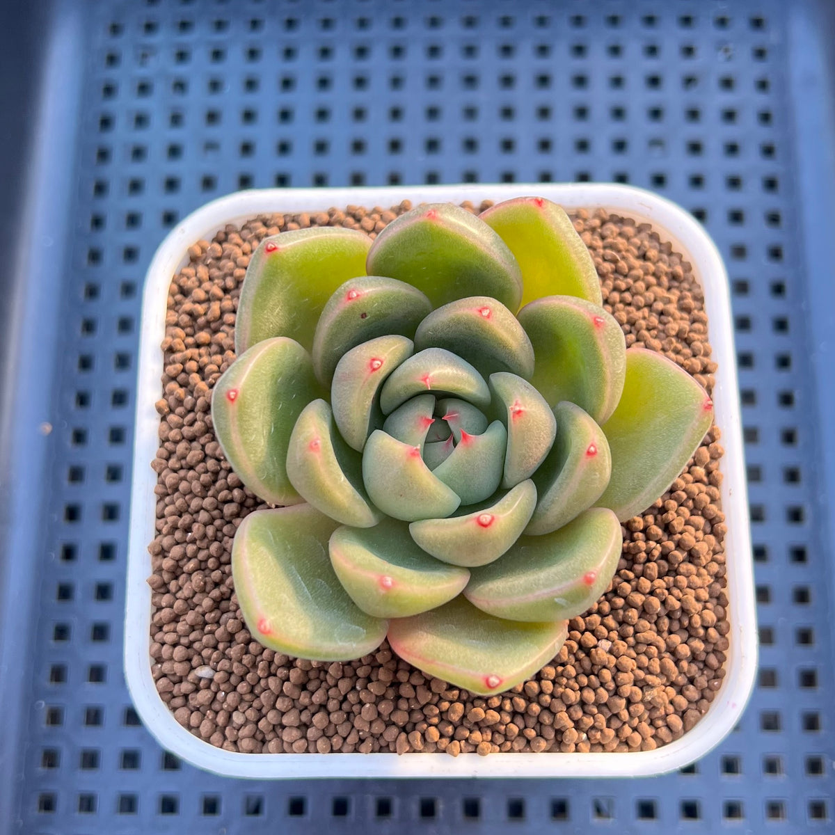 Echeveria Hybrid sp. 3" Hand-Selected Clone (From Flower Village) Succulent Plant Cutting