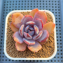 Echeveria Hybrid sp. 3" Hand-Selected Clone (From Flower Village) Succulent Plant Cutting