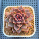 Echeveria Hybrid sp. 3" Hand-Selected Clone (From Flower Village) Succulent Plant Cutting