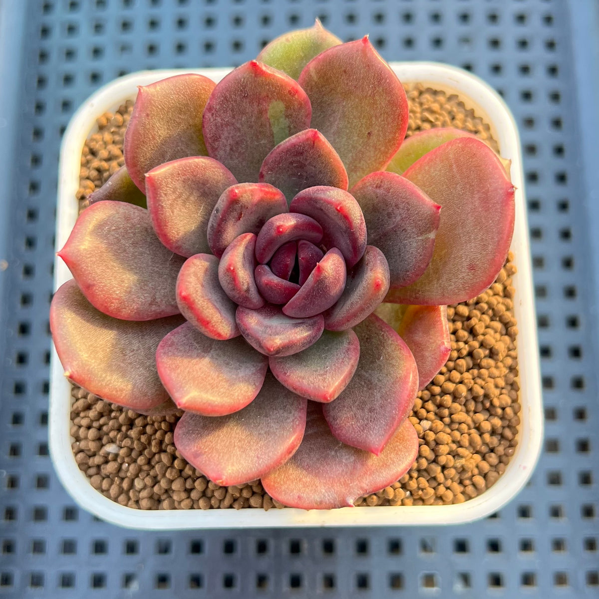 Echeveria Hybrid sp. 3" Hand-Selected Clone (From Flower Village) Succulent Plant Cutting